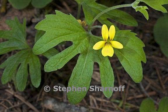 viola lobata ssp lobata 1 graphic